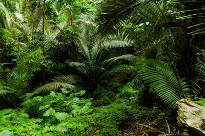 Palm trees in forest