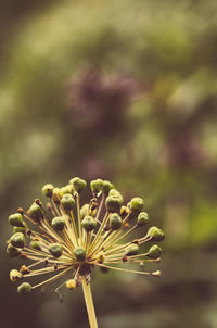 Close-up of flowers against blurred background