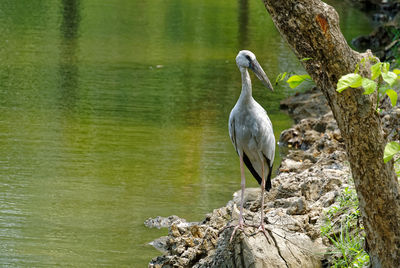 Asian openbill on rock by river during sunny day
