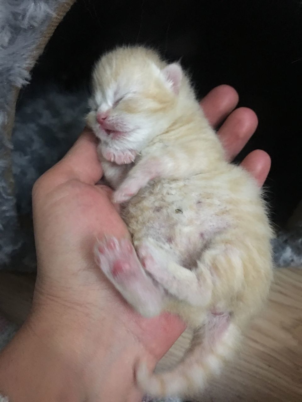 CROPPED IMAGE OF HAND ON KITTEN