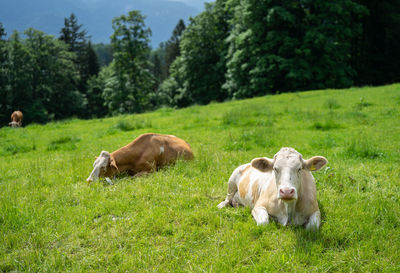 Cows on field