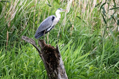 Gray heron perching on grass against trees