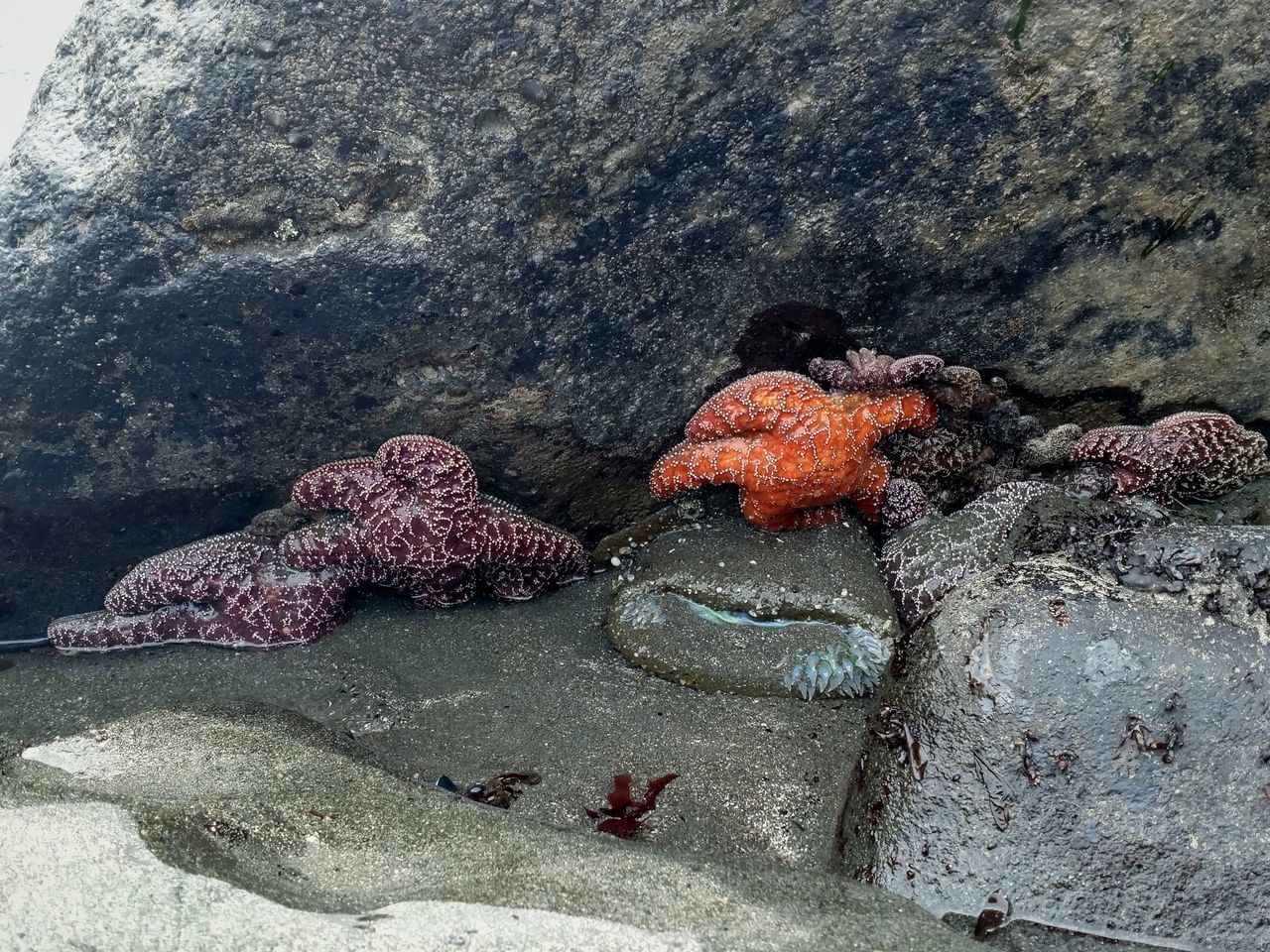 HIGH ANGLE VIEW OF CRAB IN SEA