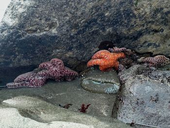 High angle view of crab on rock in sea