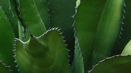 Full frame shot of cactus