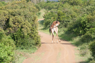 Woman with dog walking on road by trees