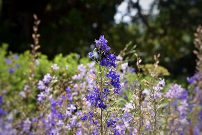 Close-up of purple flowers blooming outdoors