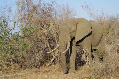 Side view of elephant standing on landscape against sky