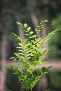 Close-up of plant