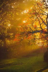 Trees on landscape during autumn