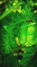 Close-up of plant