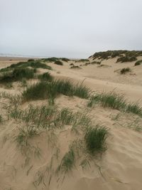 Grass in sand at beach against sky