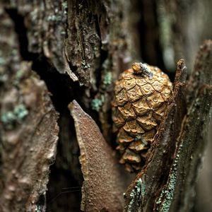 Close-up of lizard on tree trunk