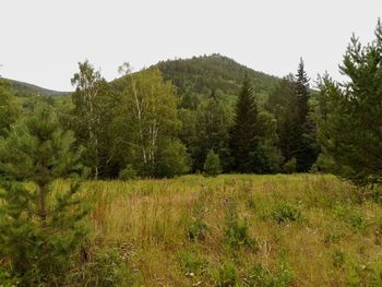 Scenic view of pine trees on field against clear sky