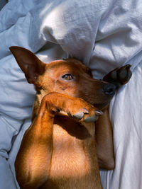 Close-up of a dog lying on bed