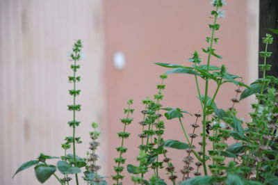Close-up of potted plant against white wall