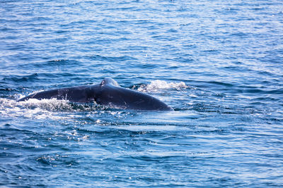 Whale swimming in sea