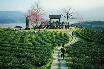 High angle view of people at tea garden