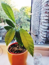 Close-up of potted plant on table