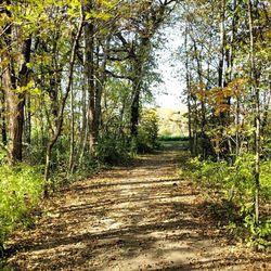 Footpath passing through forest