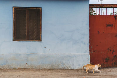 Cat walking on street