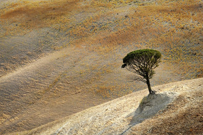 High angle view of tree on hill at desert