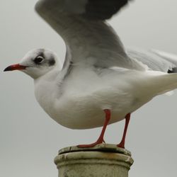 Low angle view of seagull perching