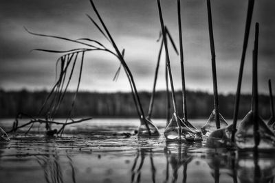 Close-up of plants in lake against sky