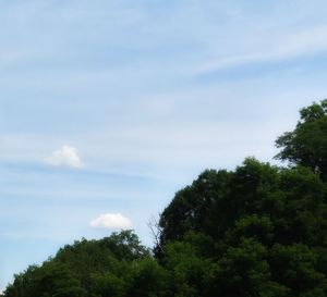 Low angle view of trees against sky