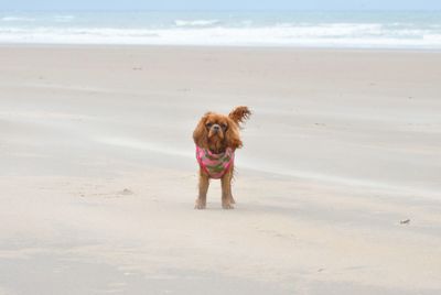 Full length of dog on beach