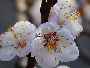 Close-up of white flowers blooming outdoors