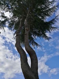 Low angle view of tree against sky