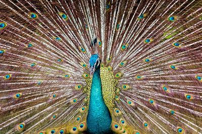 Close-up of peacock feathers