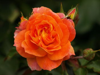 Close-up of orange rose