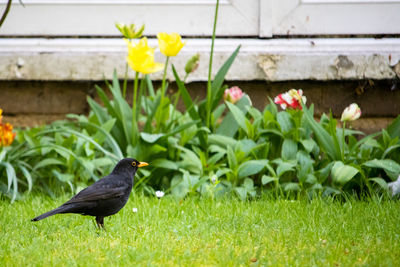 Side view of bird standing on green grass in front of spring flowers. blackbird, turdus merula
