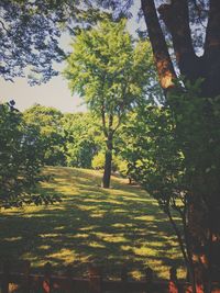 Trees on landscape against sky