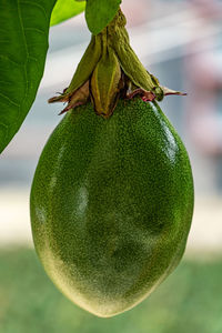 Close-up of fruit