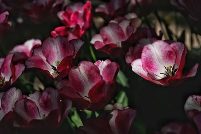 Close-up of pink rose flowers