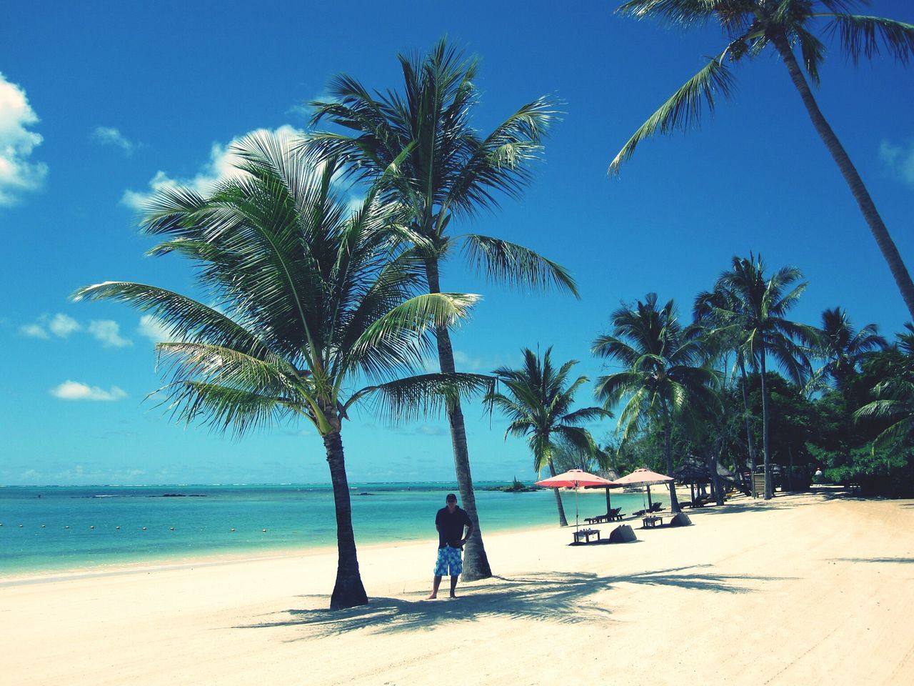 palm tree, tree, beach, sea, water, shore, sand, sky, tranquility, horizon over water, tranquil scene, scenics, vacations, beauty in nature, nature, tree trunk, leisure activity, relaxation, blue