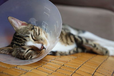 Close-up of cat wearing protective collar resting on chair