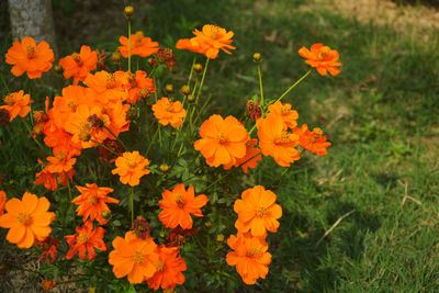 High angle view of orange flowering plants on field