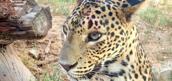 Close-up of a cat looking away