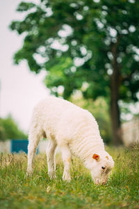 White dog in a field