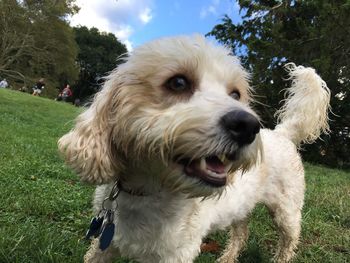 Close-up of dog on field