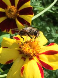 Close-up of bee on yellow flower