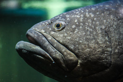 Close-up of turtle in water