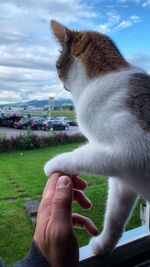 Close-up of hand holding cat against sky