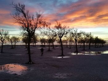 Bare trees on shore against sky during sunset