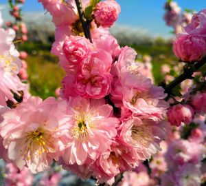 Close-up of pink cherry blossom