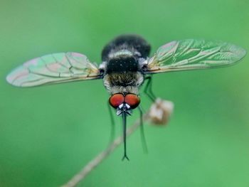 Close-up of fly on leaf